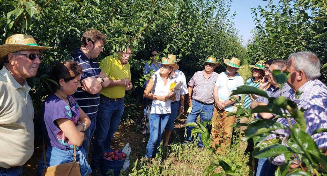 Denuncian que el seguro agrario se ha encarecido un 121% para los productores de tomate