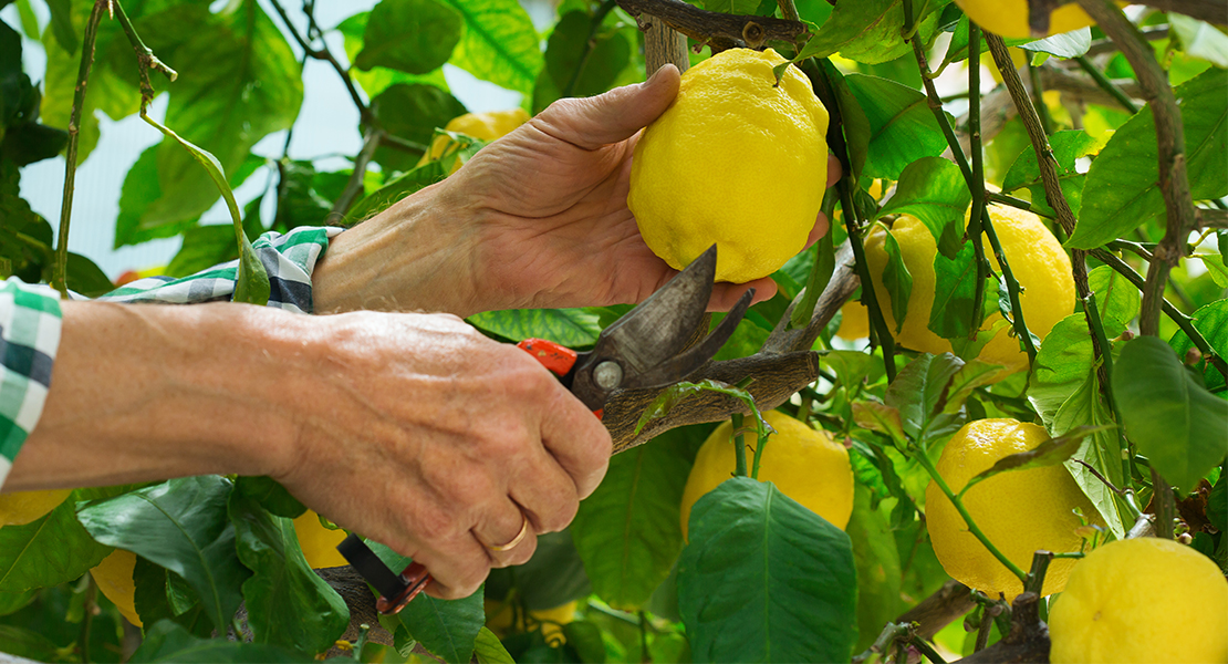 La crisis del limón: "España acumula 400 millones de kilos sin recoger"