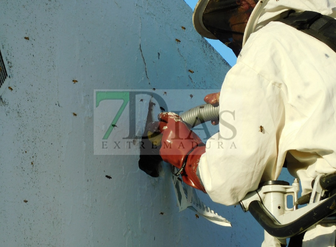 Los bomberos retiran un enorme panal de abejas en Villafranco del Guadiana