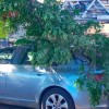 Un vehículo sufre desperfectos al caerse parte de un árbol en Badajoz