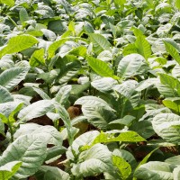 El Ministerio niega a Extremadura el uso del 1,3-dicloropropeno para el cultivo del tabaco