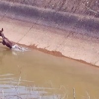 Salvan la vida a un corzo a punto de morir en un canal de la provincia de Badajoz