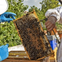 Agricultura destina más de 563.000 euros en ayudas a la apicultura en Extremadura