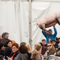 Lo mejor del Cerdo Ibérico se da cita este fin de semana en Barcarrota