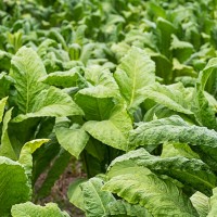 La Junta exige al ministro que autorice el uso excepcional del 1,3-dicloropropeno para el cultivo de tabaco