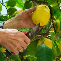 La crisis del limón: "España acumula 400 millones de kilos sin recoger"