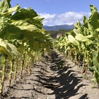 Anuncian protestas en el campo extremeño si no se toman en cuenta a los tabaqueros