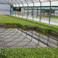 Ayudas para la producción integrada de tabaco en Extremadura