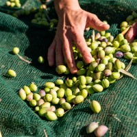 Unión de Uniones reclama ayudas extraordinarias para los sectores del olivar y viñedo