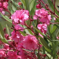 La Diputación reparte flores entre los pueblos de Badajoz para embellecerlos
