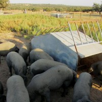 Investigadores mejoran la calidad de la carne de cerdo ibérico en Extremadura