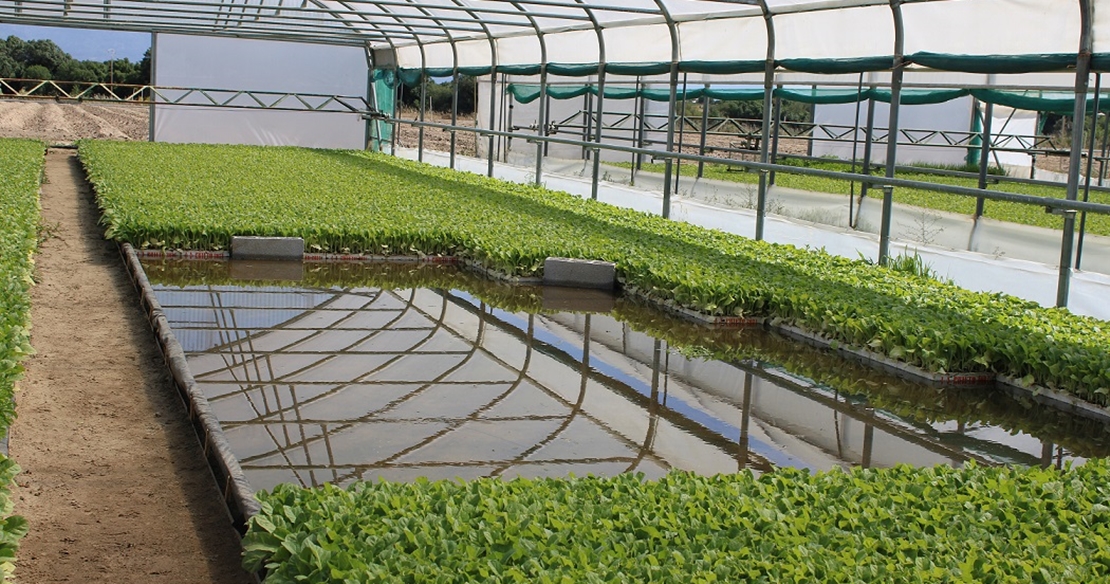 Ayudas para la producción integrada de tabaco en Extremadura