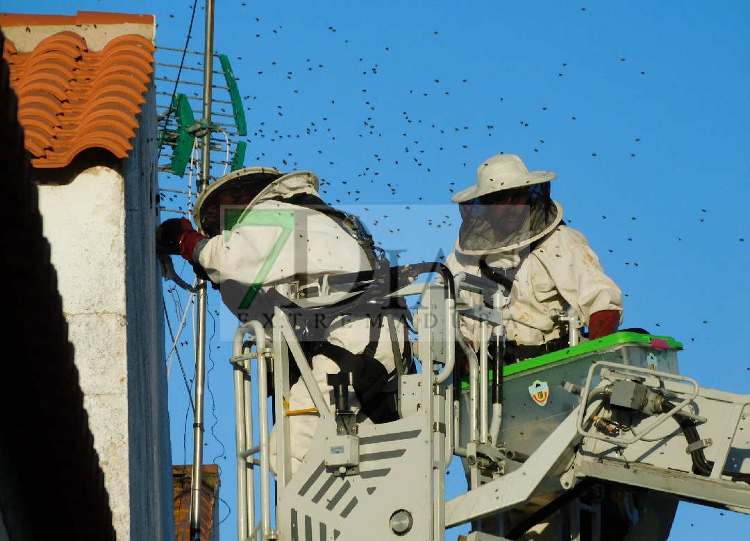 Los bomberos retiran un enorme panal de abejas en Villafranco del Guadiana