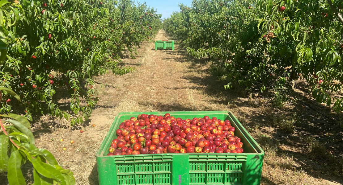 Si se produce una crisis de precios de origen en la fruta, piden al Ministerio destinarla a la beneficencia