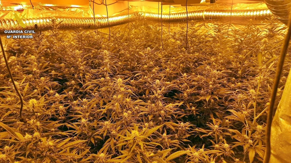 Operación “New Well” en Extremadura: desmantela una plantación de marihuana con 445 plantas