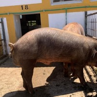 Subasta de 23 machos de ganado porcino de la raza Duroc