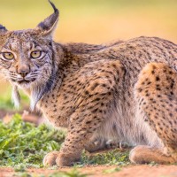 El lince ibérico se aleja del riesgo de extinción