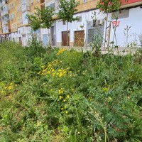 El corredor verde de Badajoz ya está "lleno de hierba", denuncia el PSOE