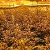 Operación 'New Well' en Extremadura: desmantelan una plantación de marihuana con 445 plantas