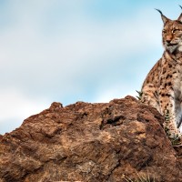 La Junta fomentará el turismo rural en torno al lince ibérico en Extremadura