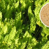 Prueban en Extremadura una nueva forma de alimentar el ganado