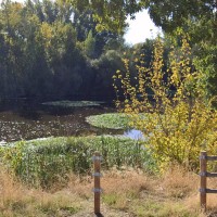 Critican el "estado lamentable" del río Alagón a su paso por Coria