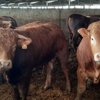 UPA-UCE: “La ganadería inicia su recuperación tras años de problemas gracias a la climatología y los precios”