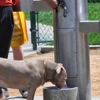 PACMA propone fuentes para perros en municipios de más de 20.000 habitantes