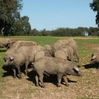 UPA advierte de las consecuencias para los ganaderos de porcino ante la nueva medida