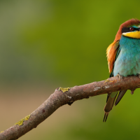 Día Mundial de las Aves Migratorias: conoce algunas curiosidades