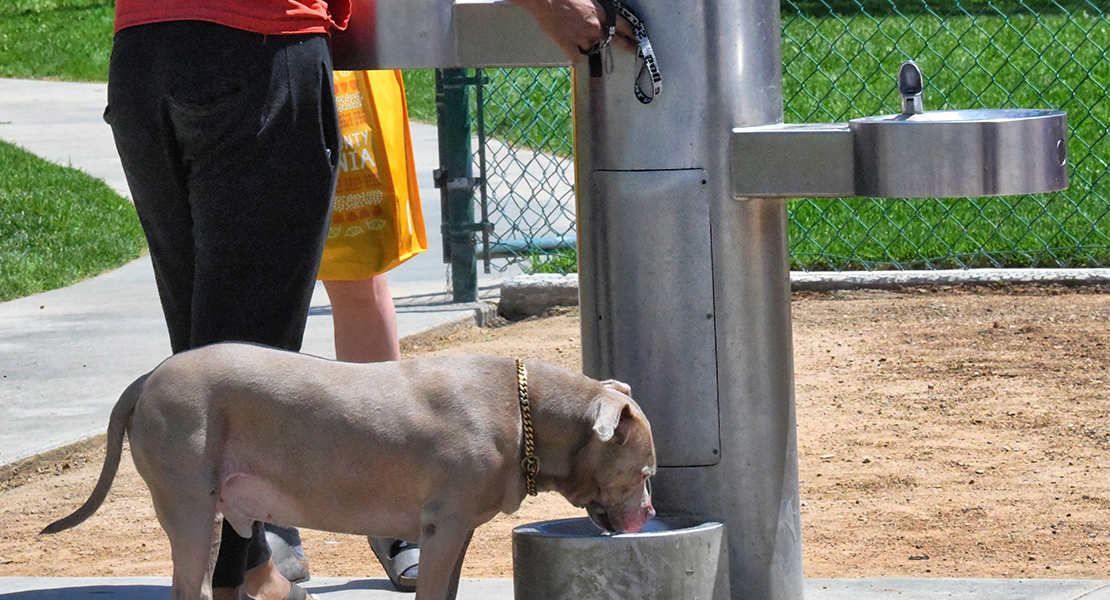 PACMA propone fuentes para perros en municipios de más de 20.000 habitantes