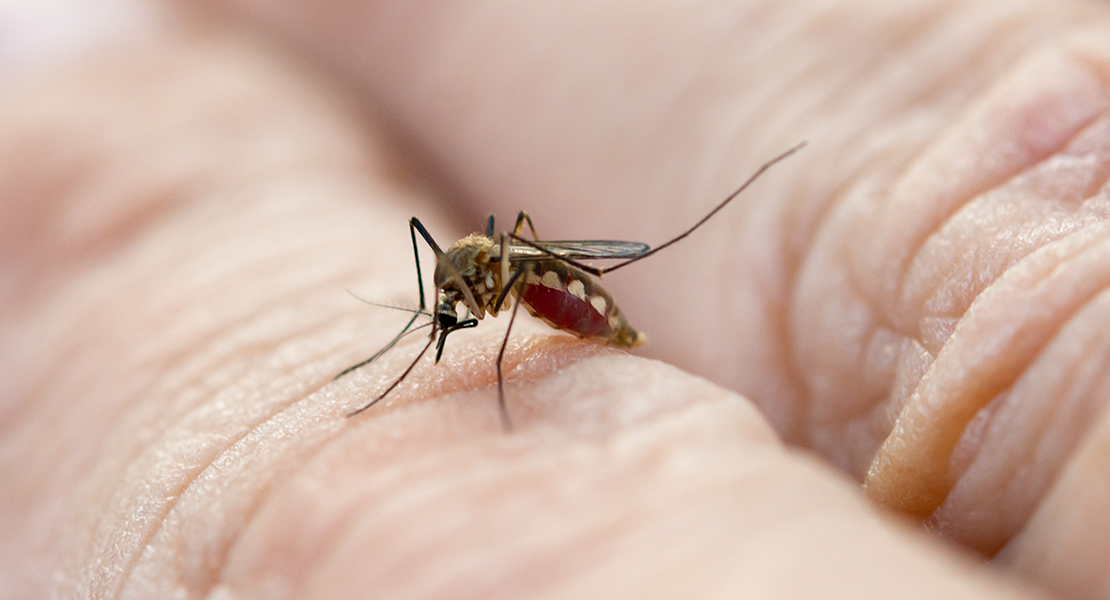 Un año más hay que controlar mosquitos en las Vegas Altas del Guadiana