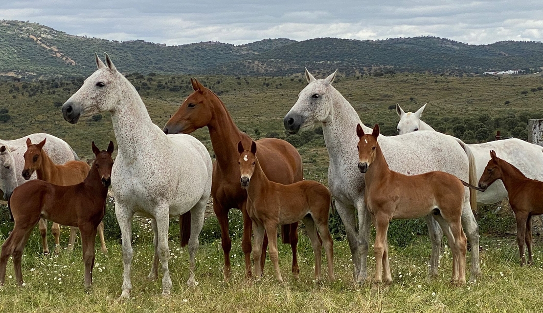 Extremadura, tierra de caballos