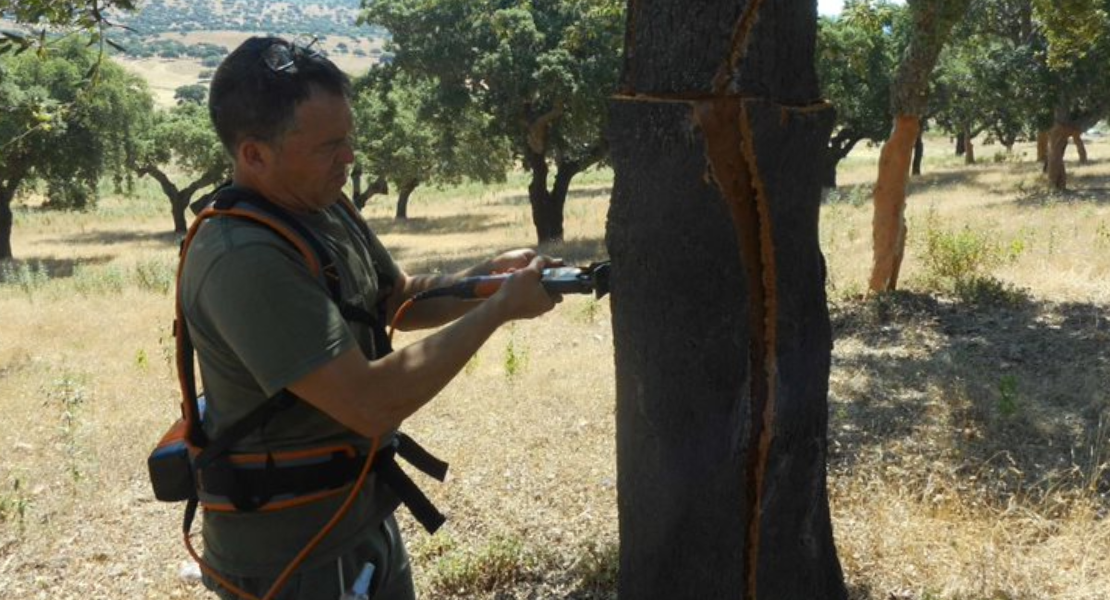 Se celebran los 40 años del Instituto del Corcho, la Madera y el Carbón Vegetal en Extremadura