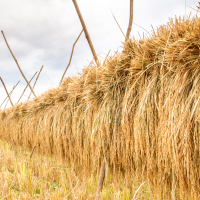 Agricultura publica una nueva concesión de ayudas dirigida a estas explotaciones agrícolas