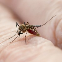 Un año más hay que controlar mosquitos en las Vegas Altas del Guadiana