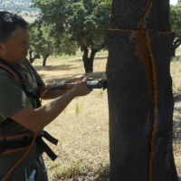 Se celebran los 40 años del Instituto del Corcho, la Madera y el Carbón Vegetal en Extremadura