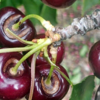 Denuncian que la campaña de la fruta se tuerce por los daños en la cereza