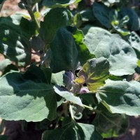 Un estudio extremeño demuestra que los brotes de quinoa contienen más proteínas que otros vegetales