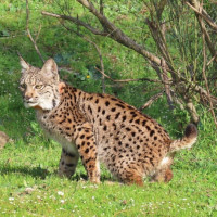 Extremadura celebra que el lince ibérico deje de estar en peligro de extinción