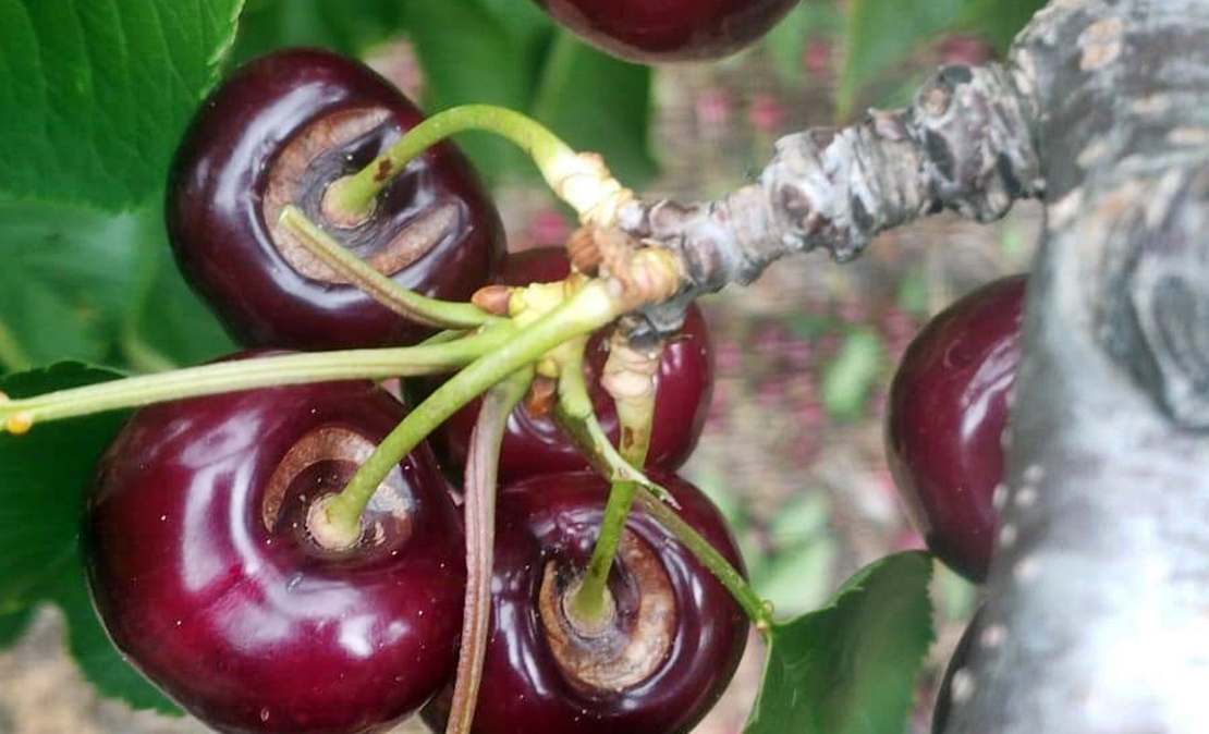 Denuncian que la campaña de la fruta se tuerce por los daños en la cereza