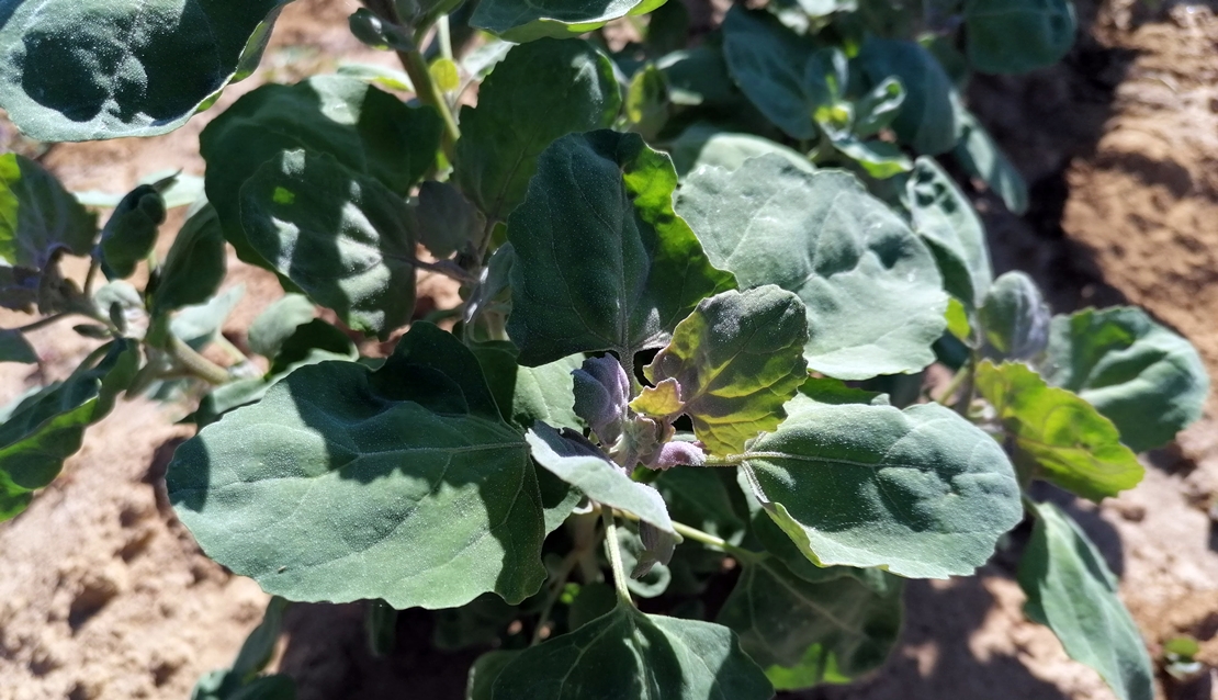 Un estudio de extremeño demuestra que los brotes de quinoa contienen más proteínas que otros vegetales