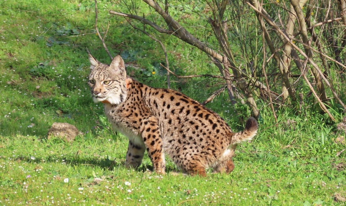 Extremadura celebra que el lince ibérico deje de estar en peligro de extinción