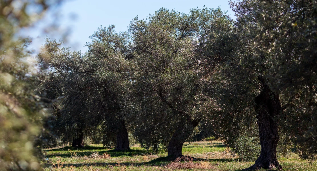 Más de 1.100 agricultores podrían no recibir ayudas para el olivar y los frutales