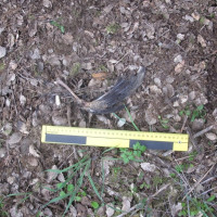 Investigado por envenenar a varias especies de fauna protegida en Extremadura
