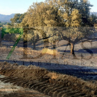 Así ha quedado la zona afectada tras el incendio de Burguillos del Cerro