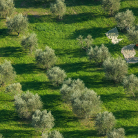 Cientos de olivareros se quedan sin ayuda en Extremadura