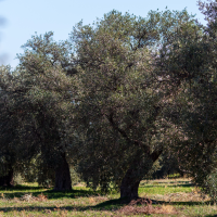 Más de 1.100 agricultores podrían no recibir ayudas para el olivar y los frutales