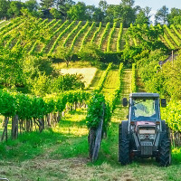 Los viticultores reclaman ayudas para garantizar su futuro
