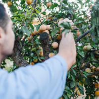 ¿Cuánto cobra una persona trabajando en el campo extremeño?